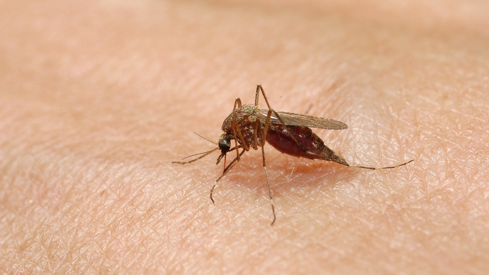 texas-dengue-virus-2024