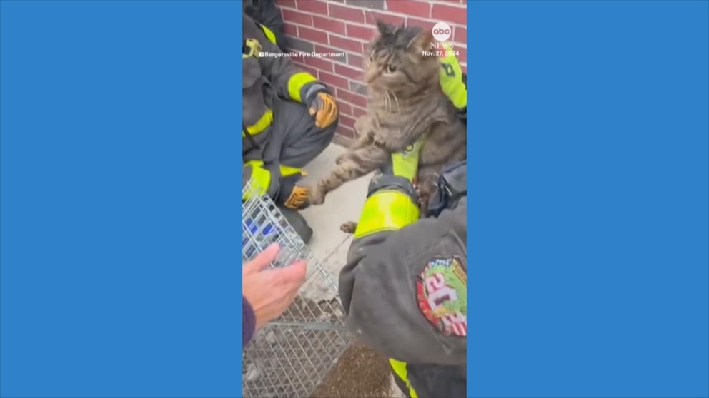 firefighters-cat-rescue