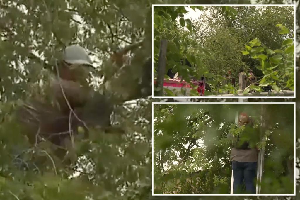 immigrant-evades-ice-hiding-in-tree