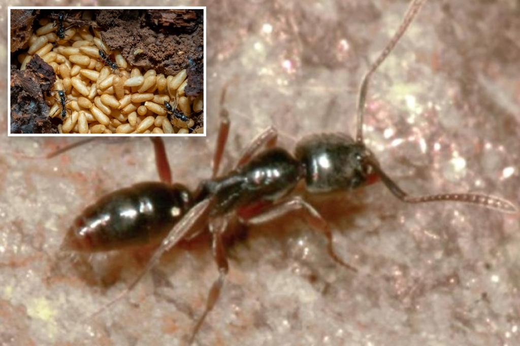 invasive-pest-venomous-alert