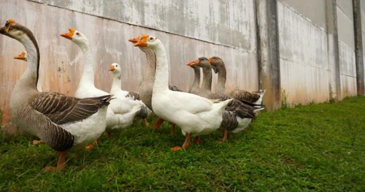 geese-brazilian-prisons-security