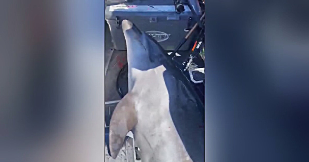 900-pound-dolphin-crash-lands-new-zealand