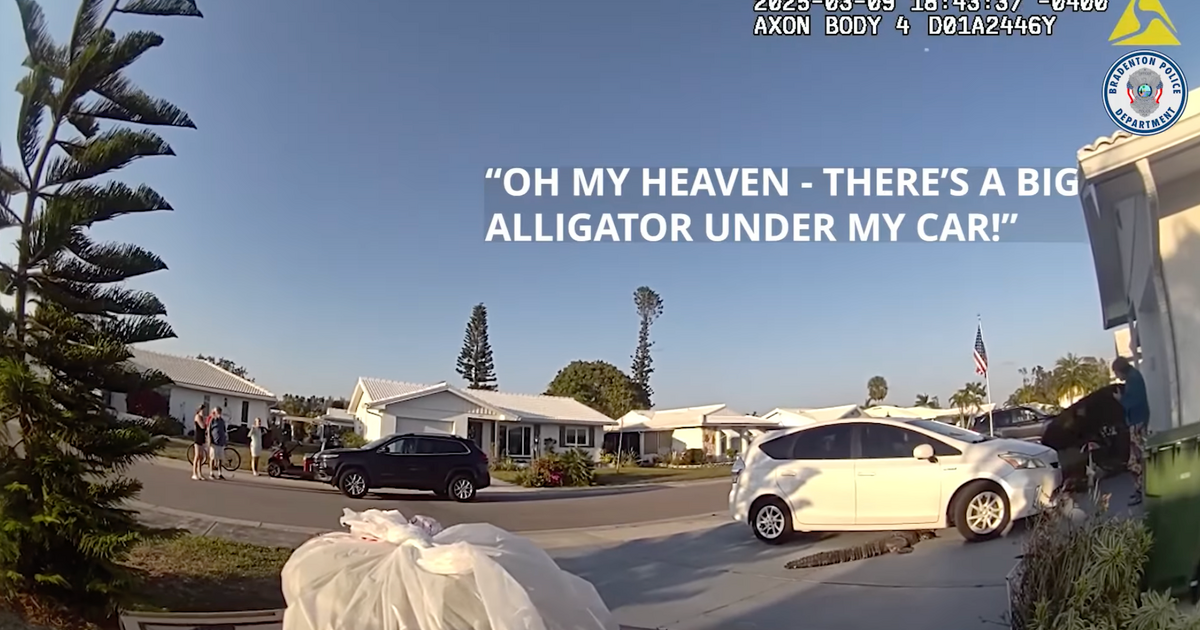 alligator-pizza-delivery-florida