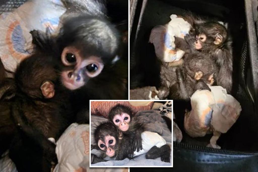 spider-monkeys-smuggling-texas