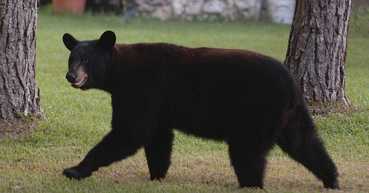 black-bear-attack-florida-man
