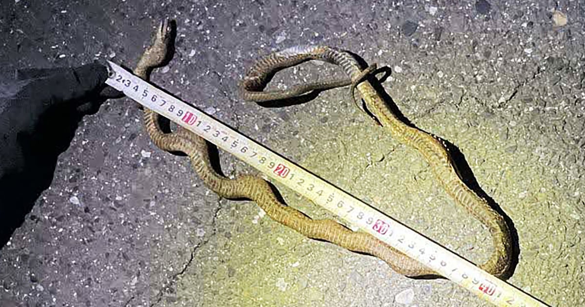 snake-train-delays-japan